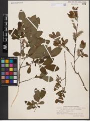 Salix aurita L. x Salix starkeana Willd.